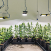 How Much Light(PPF) Do You Need For Indoor Cannabis?