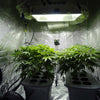 How Many Watts of Light Do You Need to Grow Cannabis?